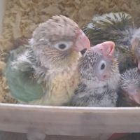 Conure molinae pour eam #1