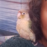 Conure molinae pour eam #2