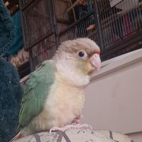 Conure molinae pour eam #3