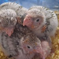 Conure molinae pour eam #0