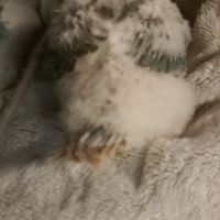 Conure molinae pour eam #6