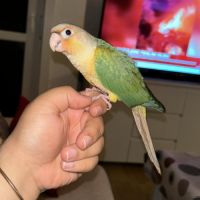 Conure molinae pour eam #7