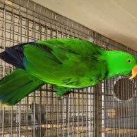 Eclectus 2026 #0