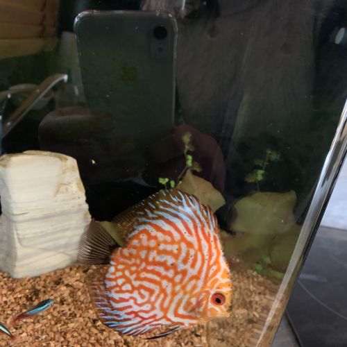 Discus grande taille