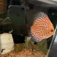 Discus grande taille #1