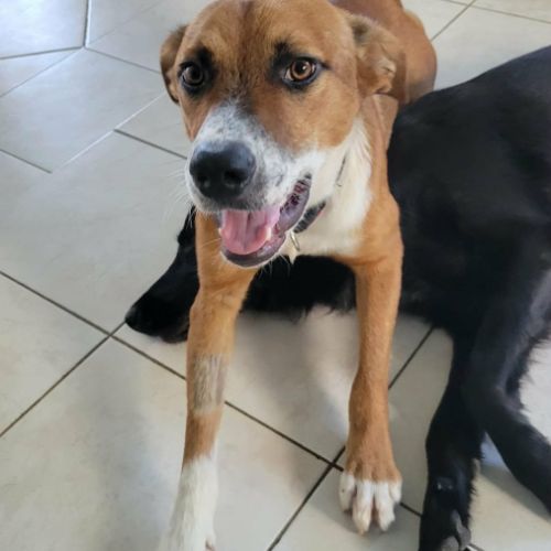 Aloka le magnifique #3