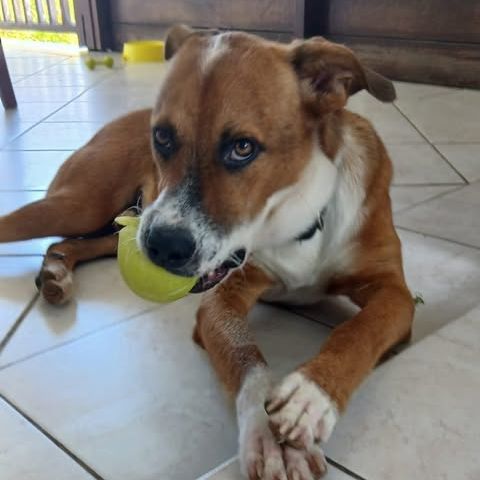 Aloka le magnifique #4