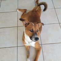 Aloka le magnifique #0