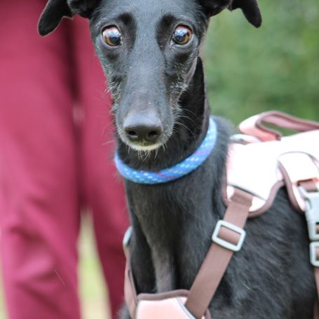 Juncal, petite galga exceptionnelle #1