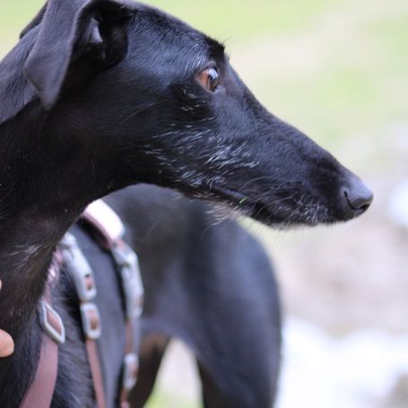 Juncal, petite galga exceptionnelle #6