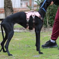 Juncal, petite galga exceptionnelle #2