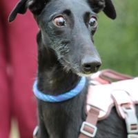 Juncal, petite galga exceptionnelle #0