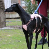 Juncal, petite galga exceptionnelle #4