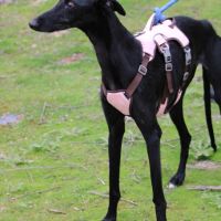 Juncal, petite galga exceptionnelle #5