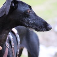 Juncal, petite galga exceptionnelle #6