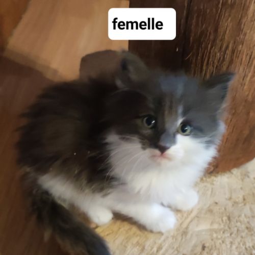 Chaton norvégien #2