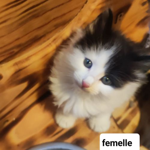 Chaton norvégien #3