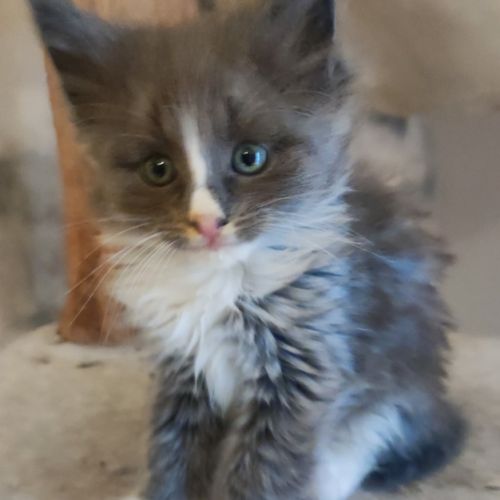 Chaton norvégien #4