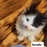 Chaton norvégien #3