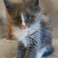 Chaton norvégien #4