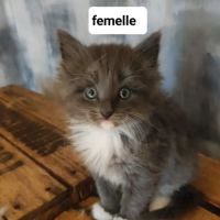 Chaton norvégien #5