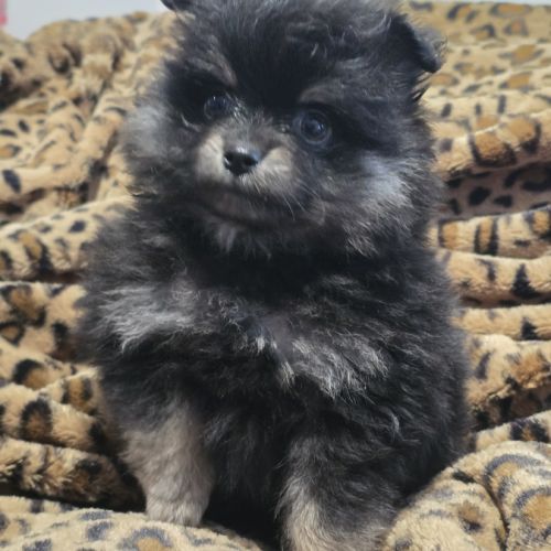 Chiots spitz petit limite nain #1
