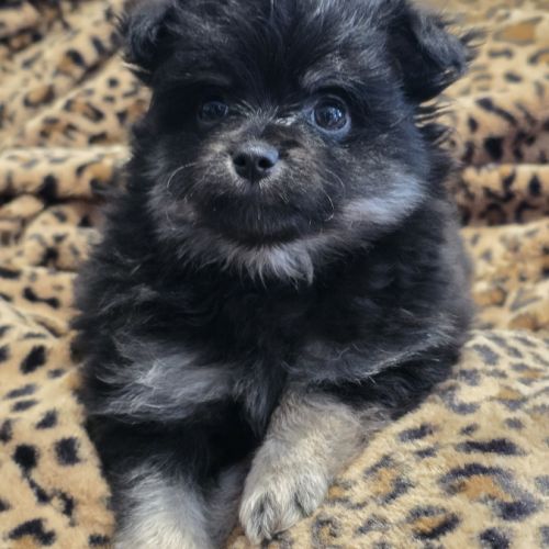 Chiots spitz petit limite nain #2