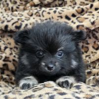 Chiots spitz petit limite nain #0