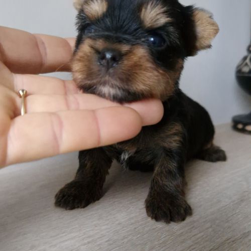 Magnifiques bébés yorkshire dépt 86 #2