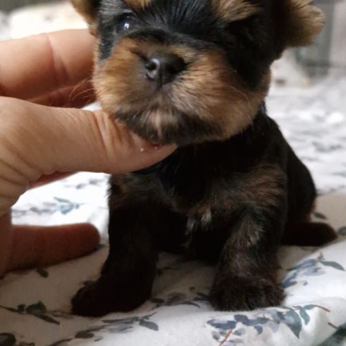 Magnifiques bébés yorkshire dépt 86 #4