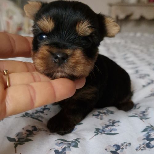 Magnifiques bébés yorkshire dépt 86 #5