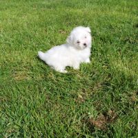 Bichon maltais #2