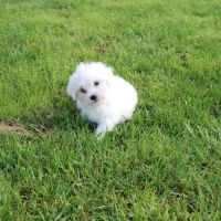Bichon maltais #4