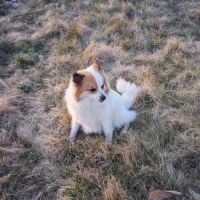 Magnifiques spitz allemand #1