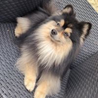 Magnifiques spitz allemand #0