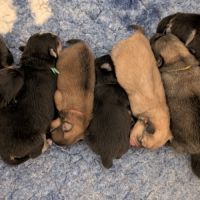 Magnifiques spitz allemand #3