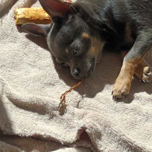 Cède mon petit chien #1