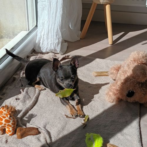 Cède mon petit chien