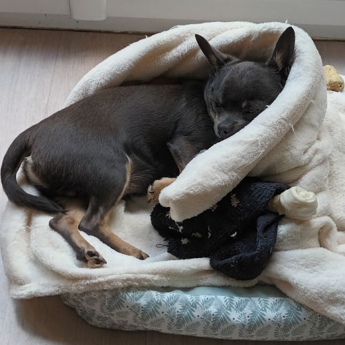 Cède mon petit chien #3