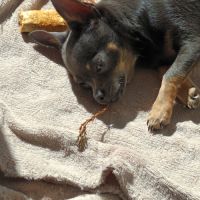 Cède mon petit chien #1