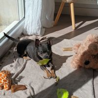 Cède mon petit chien #0