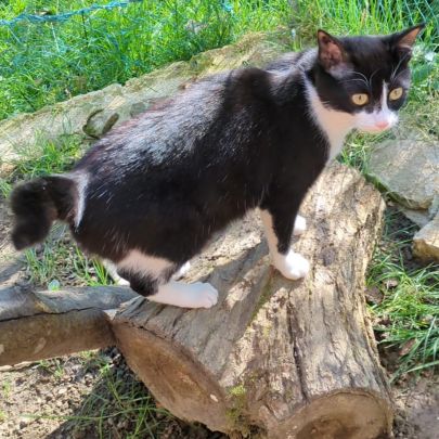 Adorable chatte 6 mois stérilisée #1