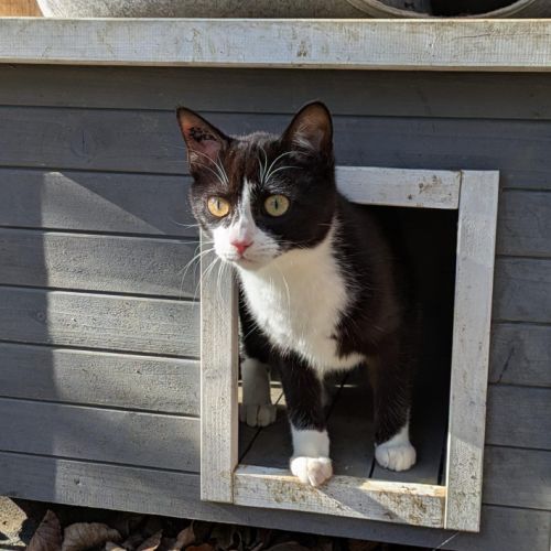 Adorable chatte 6 mois stérilisée