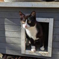 Adorable chatte 6 mois stérilisée