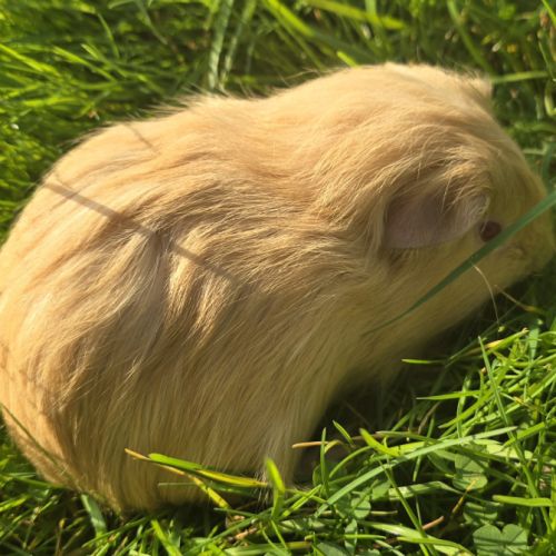 Bb cochon d’inde mâle #1