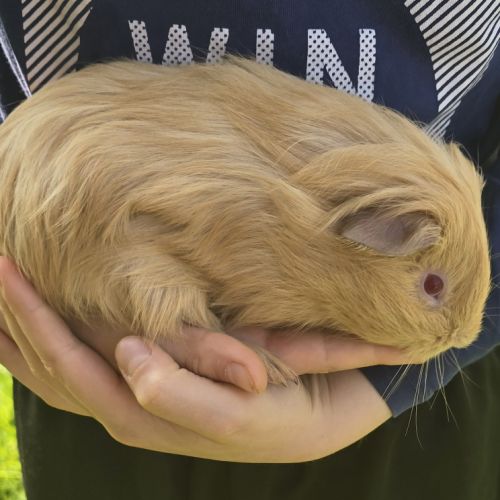 Bb cochon d’inde mâle