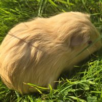 Bb cochon d’inde mâle #1