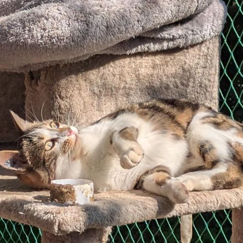 Adorable chatte 6mois stérilisée