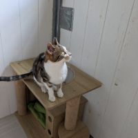 Adorable chatte 6mois stérilisée #2