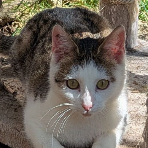 Petite chatte 1 an sympas stérilisée #2